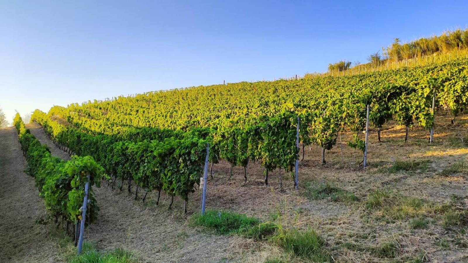 Cadgal - Tenuta La Cova Calamandrana Zewnętrze zdjęcie