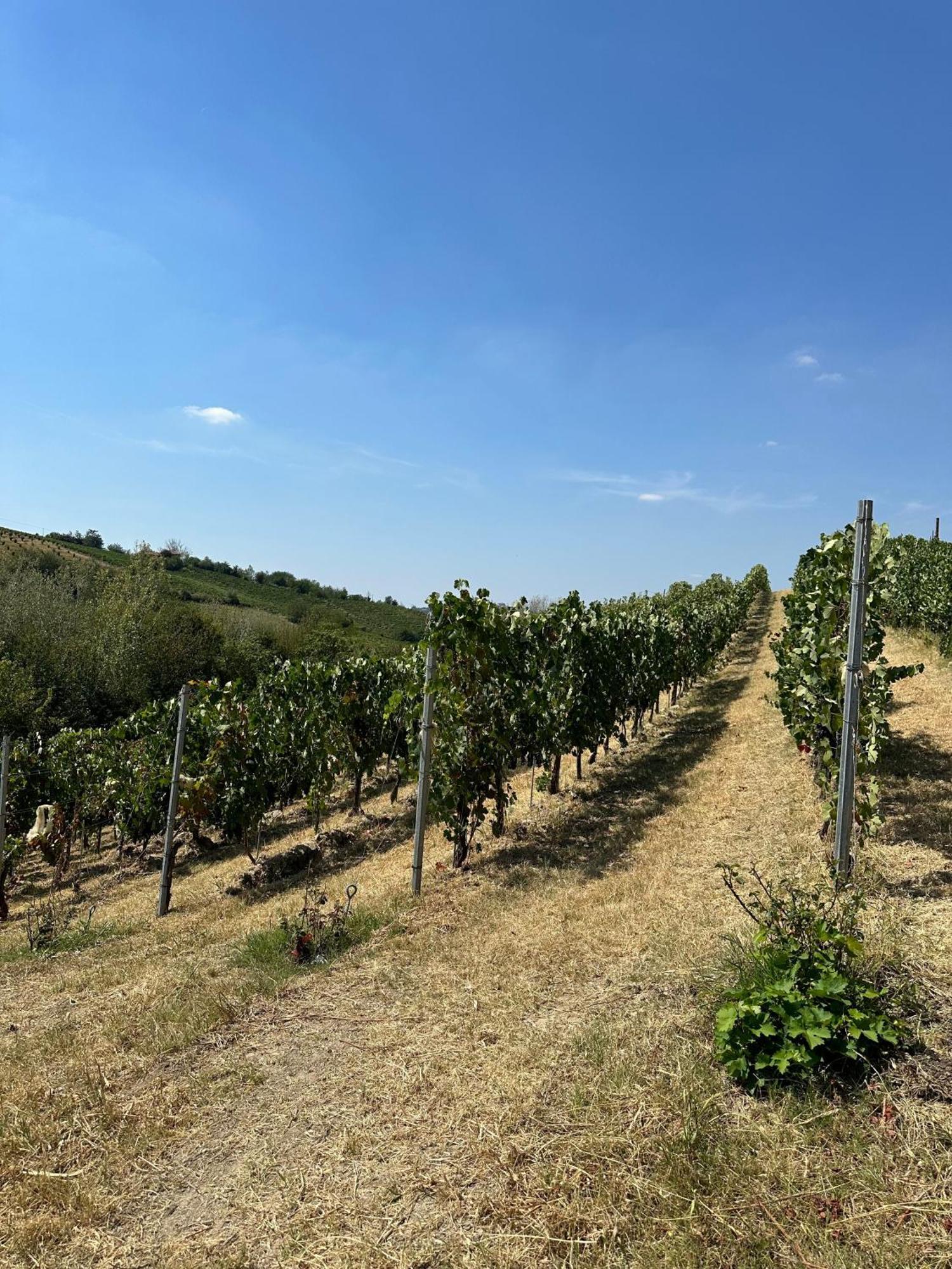 Cadgal - Tenuta La Cova Calamandrana Zewnętrze zdjęcie